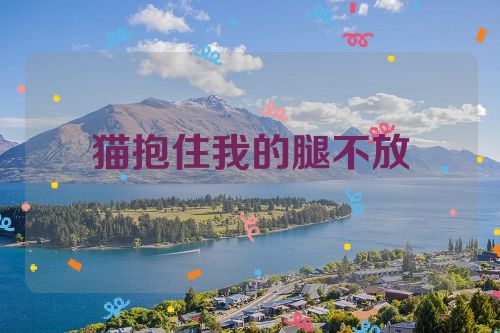 猫抱住我的腿不放