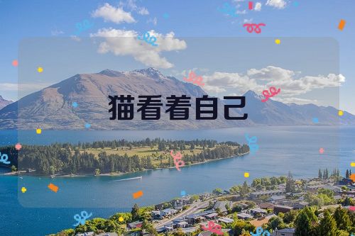 猫看着自己