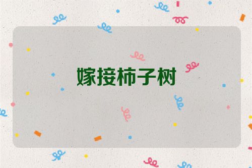 嫁接柿子树