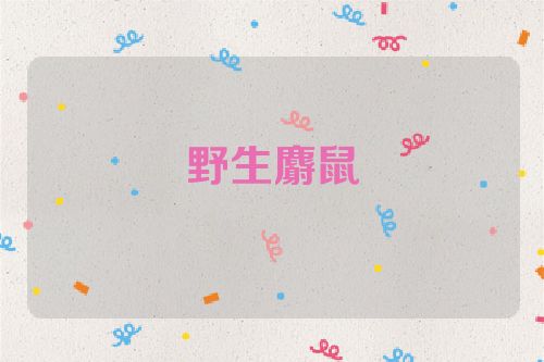 野生麝鼠