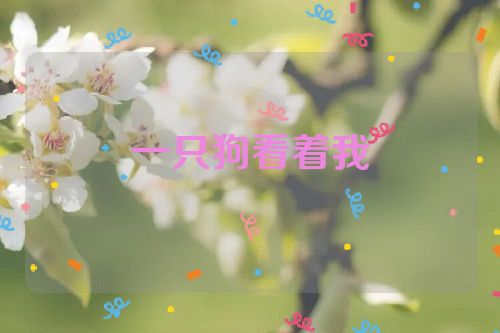 一只狗看着我
