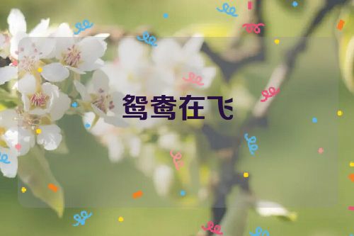 鸳鸯在飞