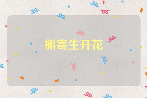 槲寄生开花