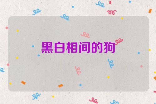 黑白相间的狗
