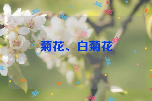 菊花、白菊花