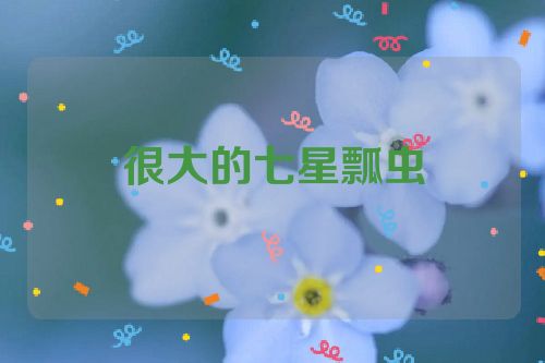 很大的七星瓢虫