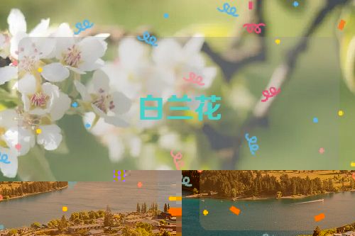 白兰花