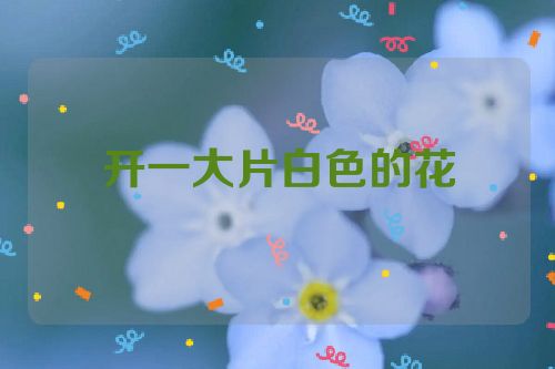 开一大片白色的花