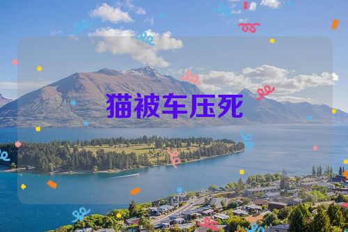 猫被车压死