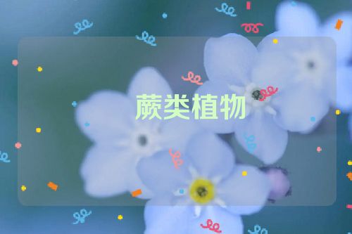 ​蕨类植物