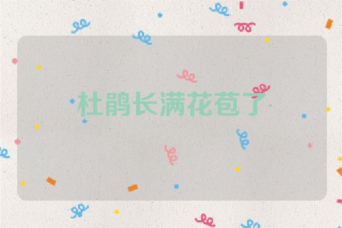 杜鹃长满花苞了