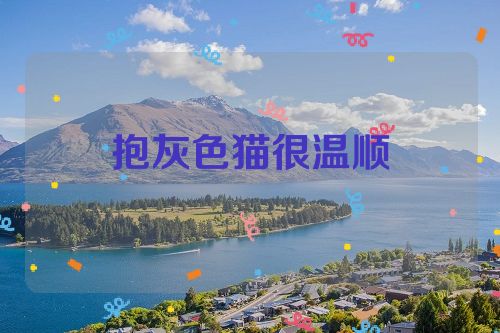 抱灰色猫很温顺