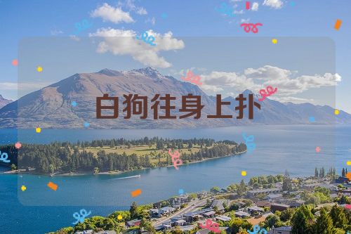 白狗往身上扑
