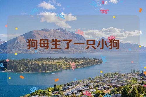 狗母生了一只小狗