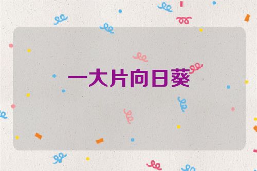 一大片向日葵