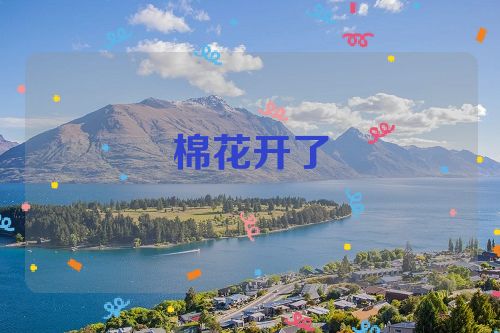 棉花开了