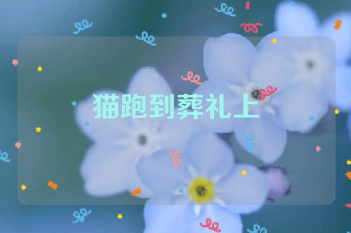 猫跑到葬礼上