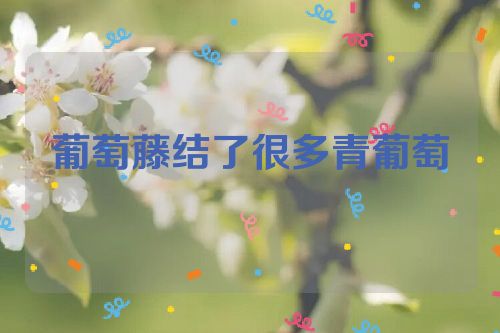 葡萄藤结了很多青葡萄