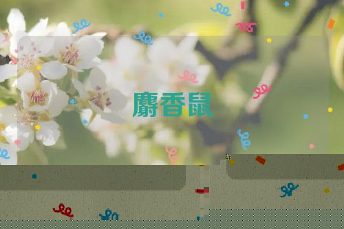 麝香鼠