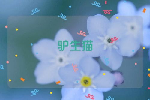 驴生猫