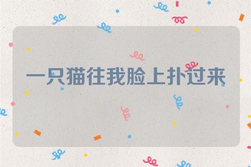 一只猫往我脸上扑过来