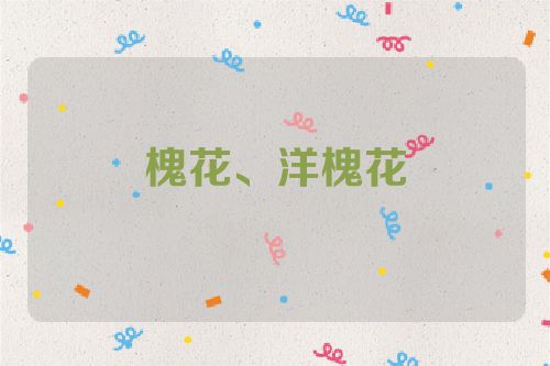 槐花、洋槐花