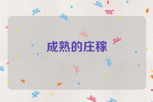 成熟的庄稼