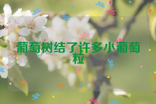 葡萄树结了许多小葡萄粒