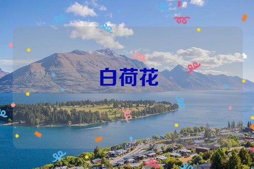 白荷花