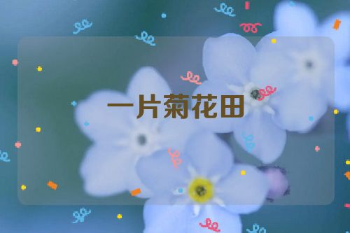 一片菊花田