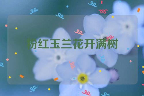 粉红玉兰花开满树
