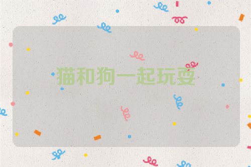 猫和狗一起玩耍