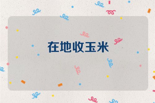 在地收玉米